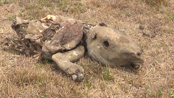 Casanare a punto de Convertirse en un Desierto