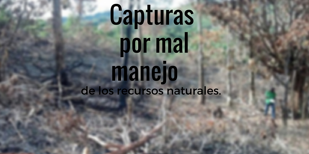 Nueve capturas en el municipio de Puente Nacional por el delito de aprovechamiento ilícito de los recursos renovables.